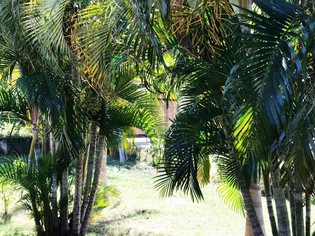 Tsunami Hostel Tamarindo Extérieur photo